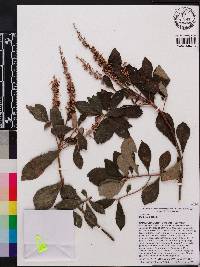 Clethra alnifolia image