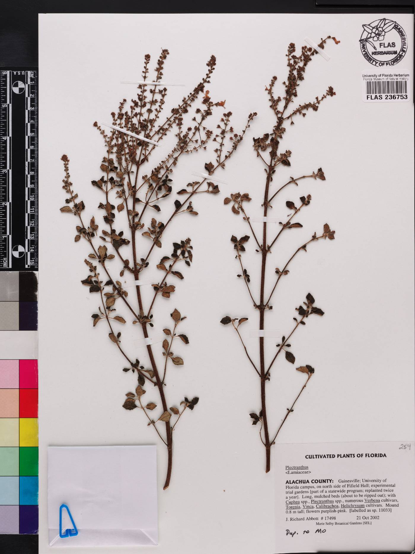 Plectranthus deccanicus image