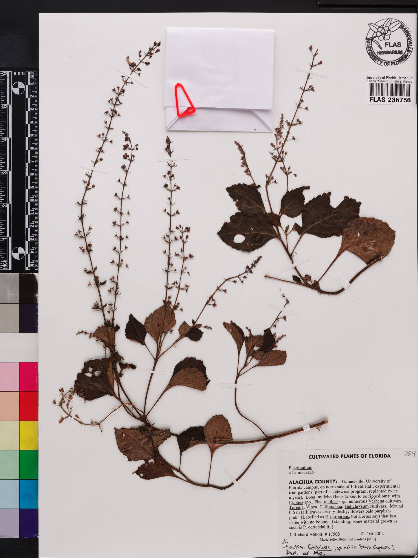 Plectranthus ecklonii image