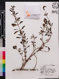 Plectranthus spicatus image