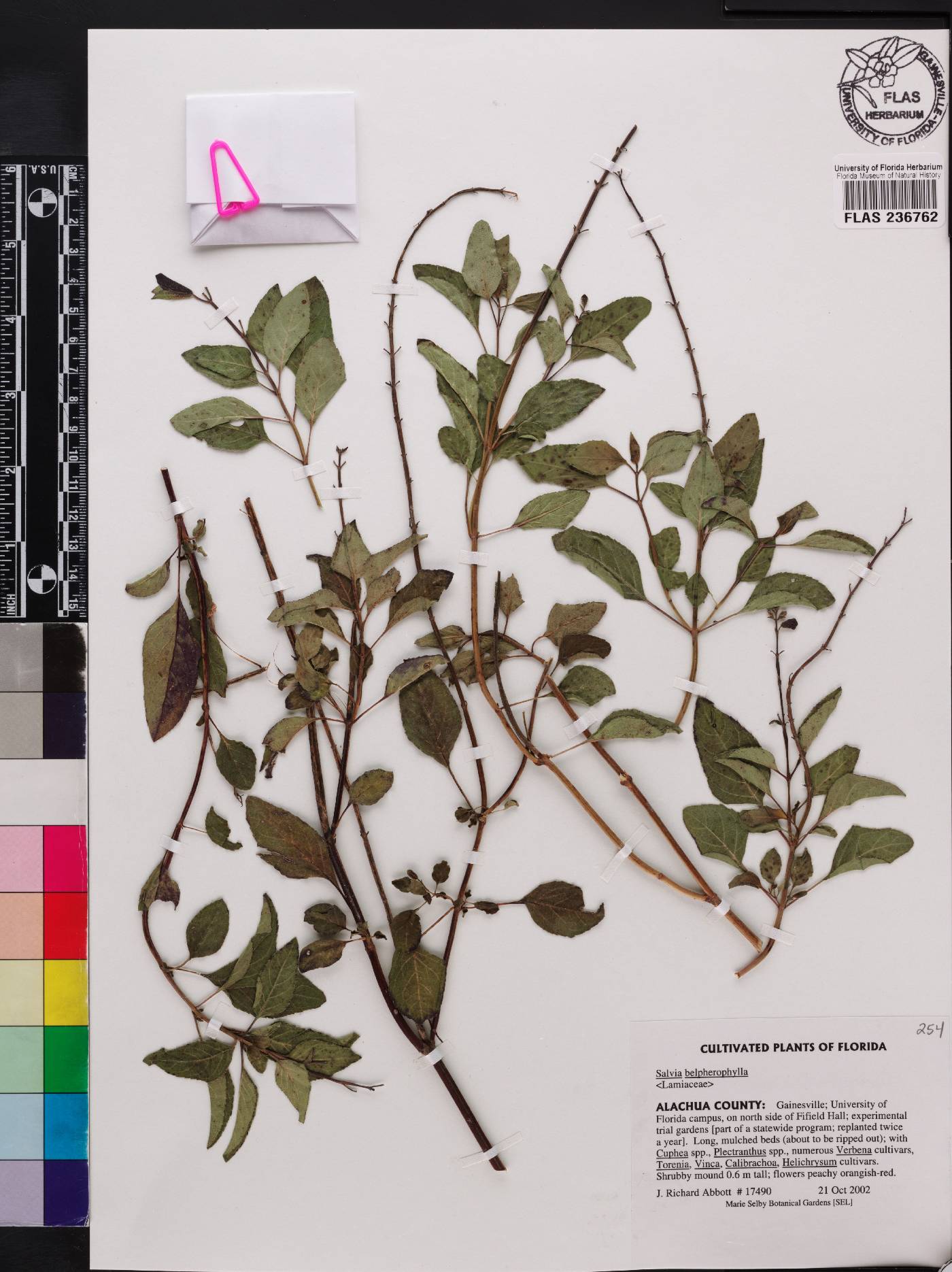 Salvia blepharophylla image
