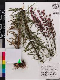 Liatris gracilis image