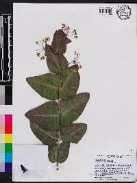 Asclepias humistrata image