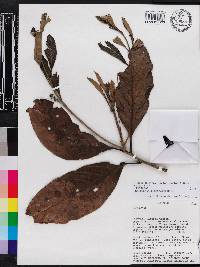 Nectandra cissiflora image