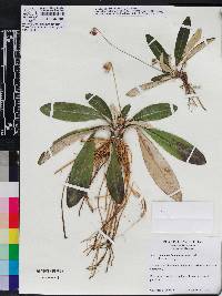 Chaptalia tomentosa image