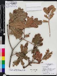 Quercus margarettae image