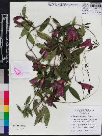 Bignonia capreolata image