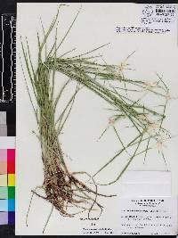 Rhynchospora colorata image