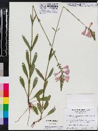 Physostegia purpurea image