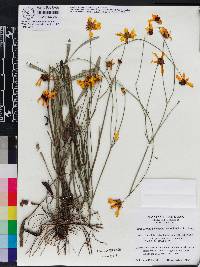 Coreopsis linifolia image