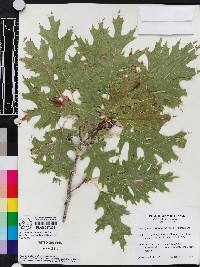 Quercus shumardii image