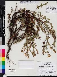 Hypericum tetrapetalum image