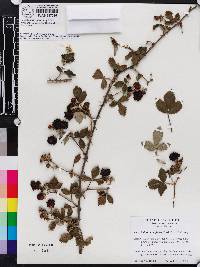 Rubus cuneifolius image