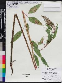 Amaranthus australis image