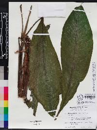 Musa acuminata image