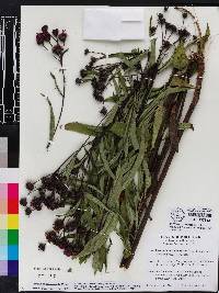 Vernonia noveboracensis image