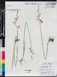 Calopogon multiflorus image