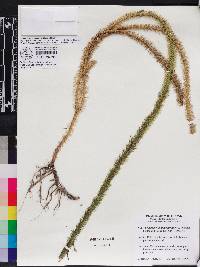 Lycopodiella alopecuroides image