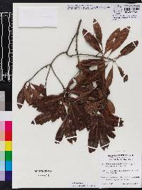 Myrica cerifera image