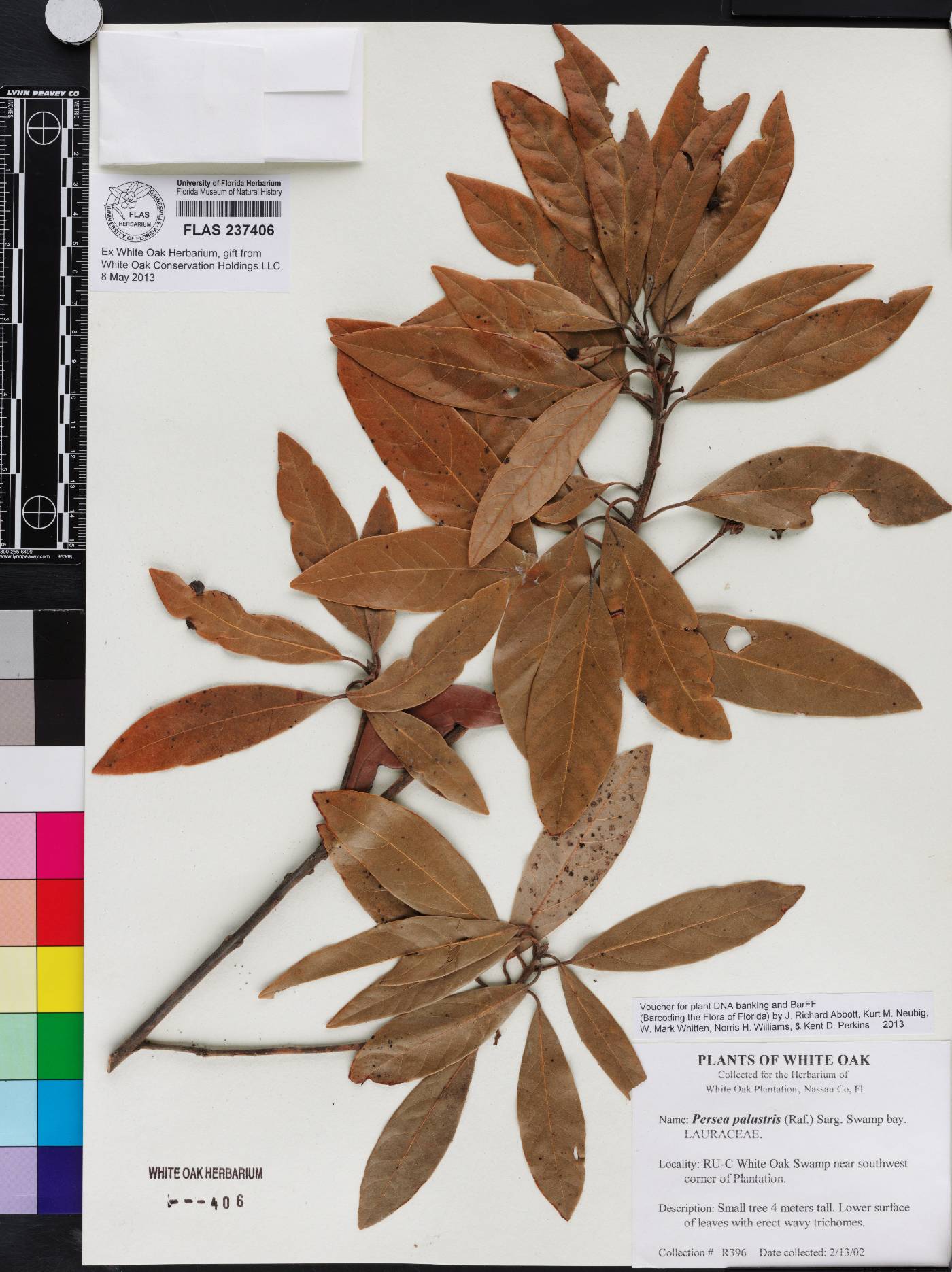 Persea palustris image