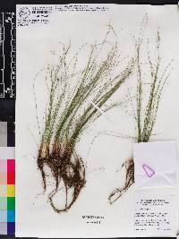 Eleocharis vivipara image