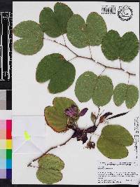 Bauhinia variegata image