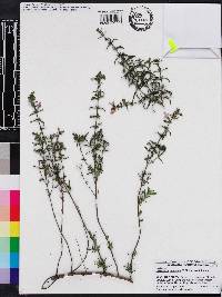 Calamintha ashei image