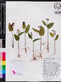 Maianthemum canadense image