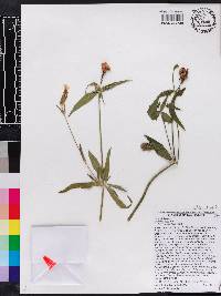 Silene latifolia image