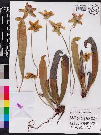 Sarracenia minor image