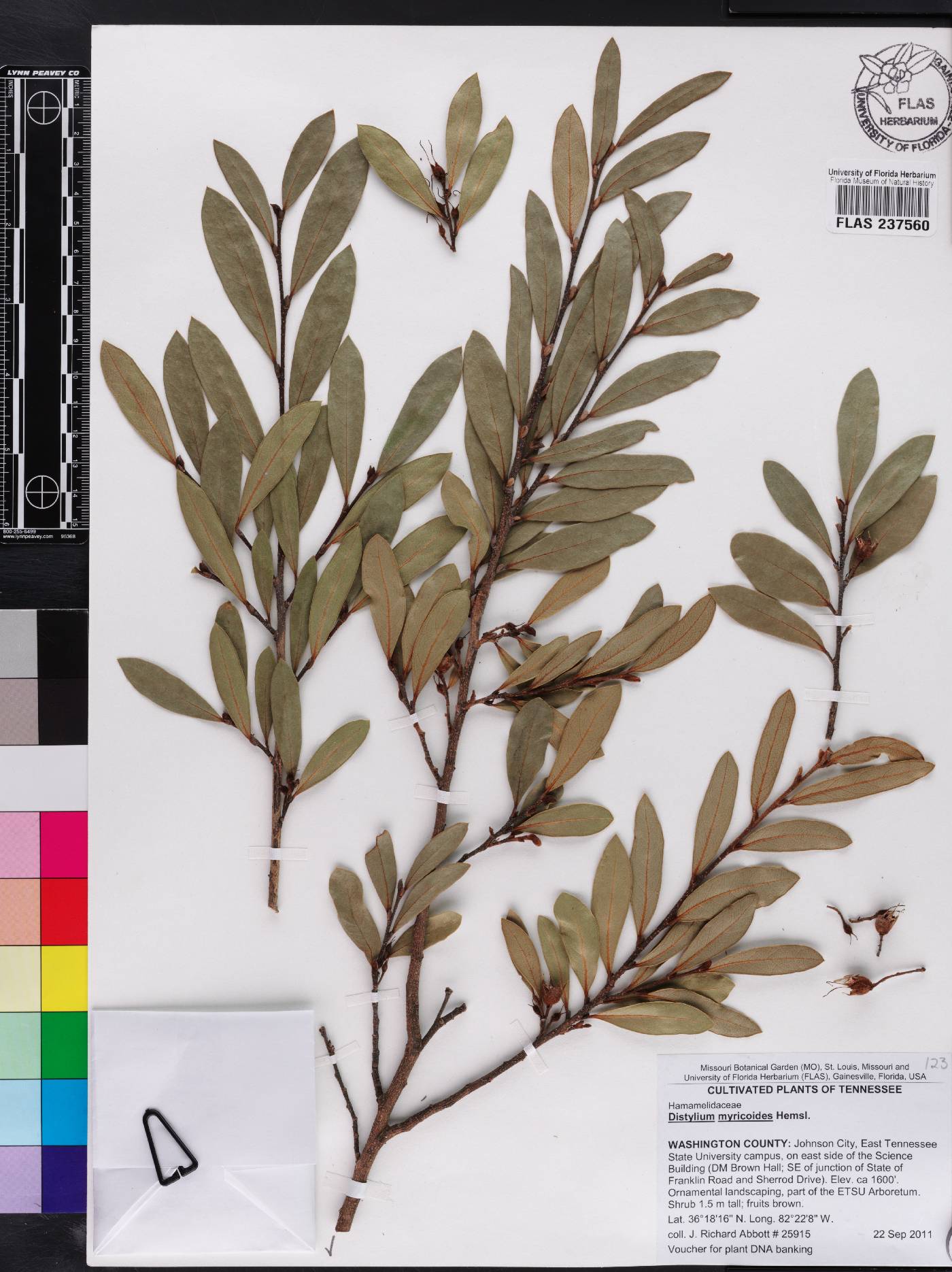 Distylium myricoides image
