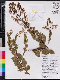 Spiraea alba image