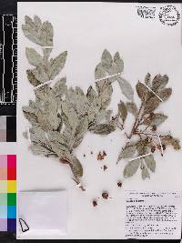 Conocarpus erectus image