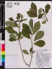 Clethra acuminata image