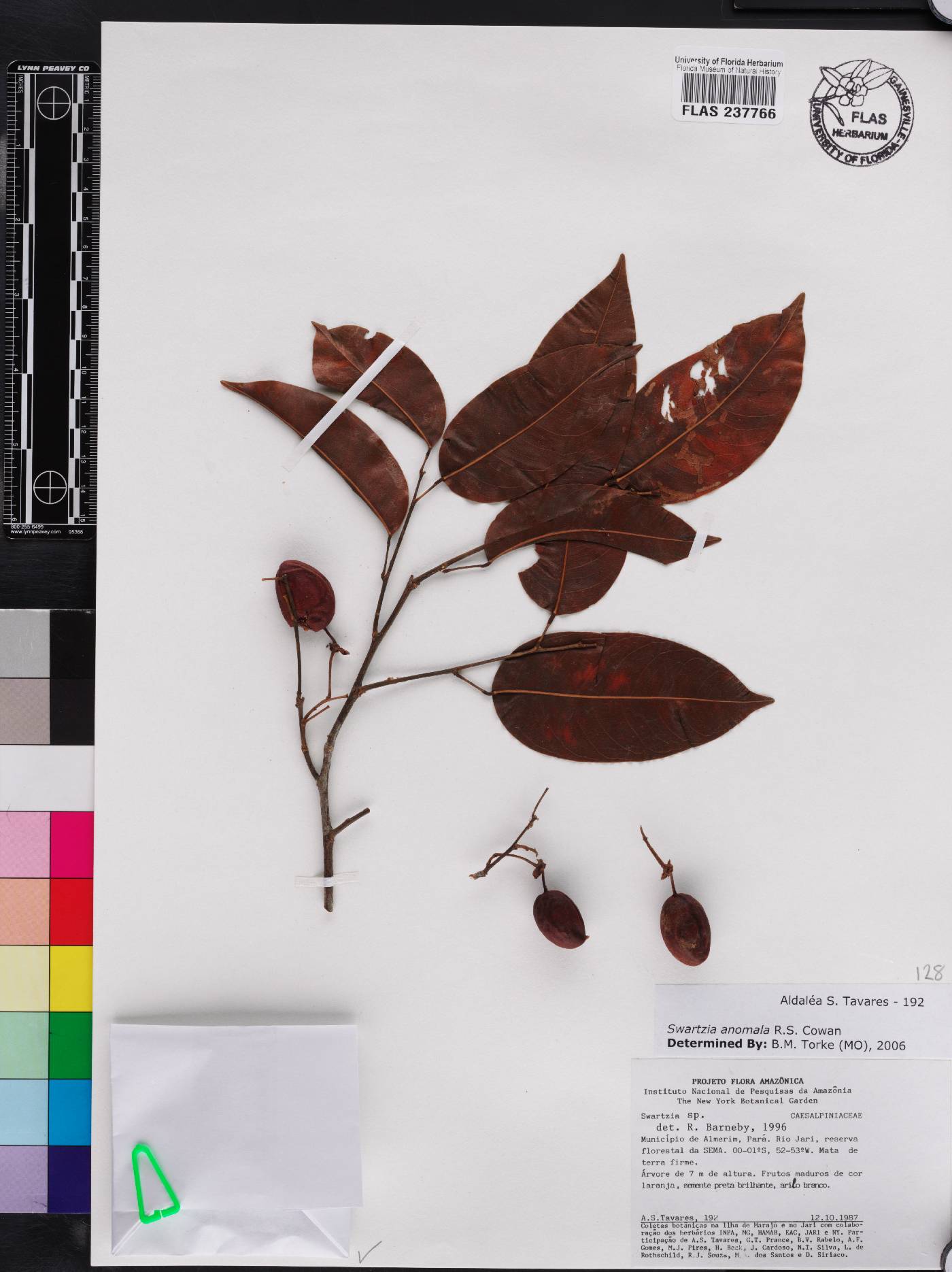 Swartzia anomala image