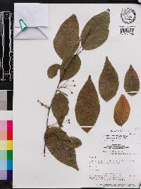 Swartzia arborescens image