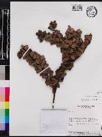 Ilex retusa image