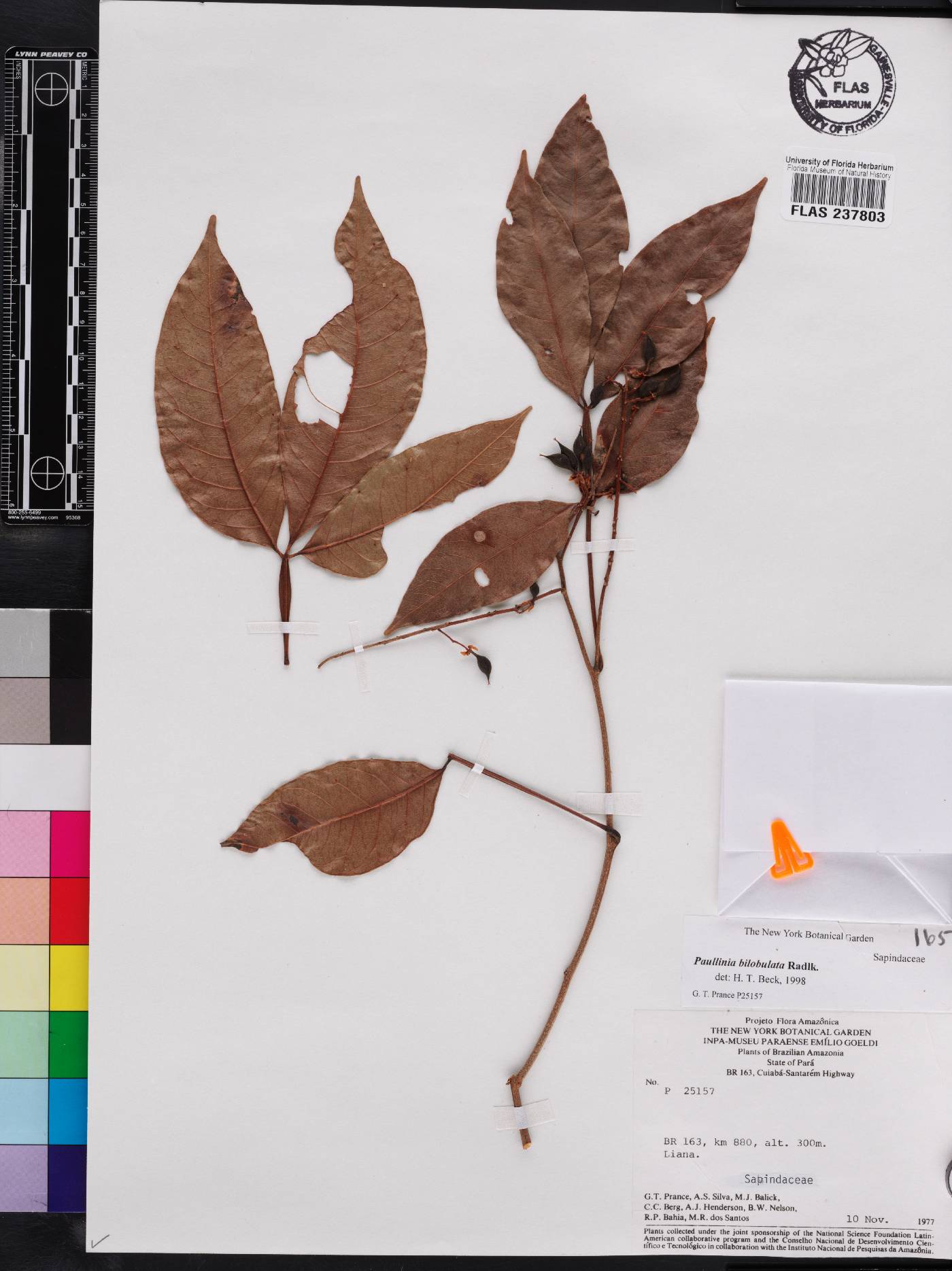 Paullinia bilobulata image