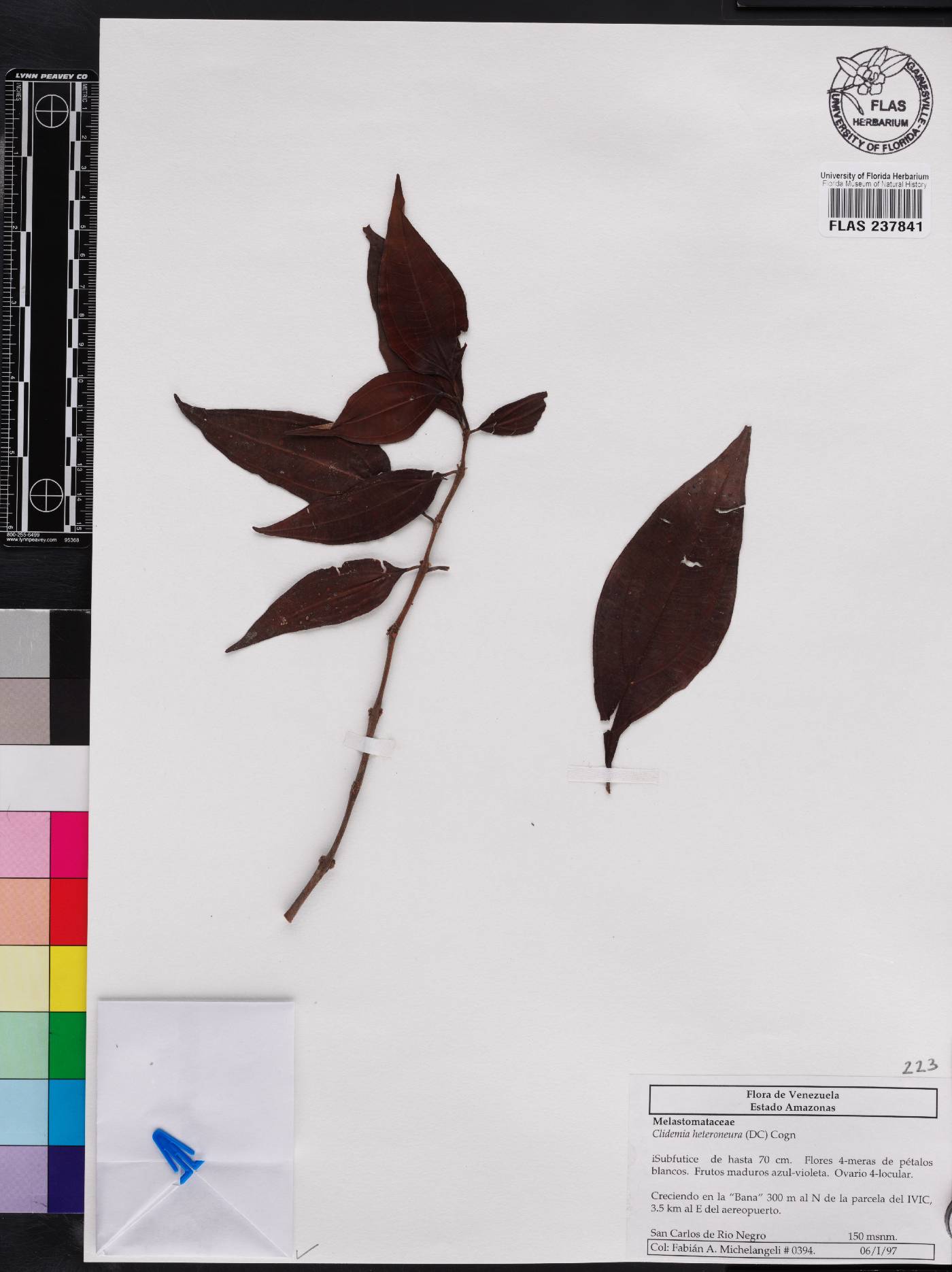 Miconia heteroneura image