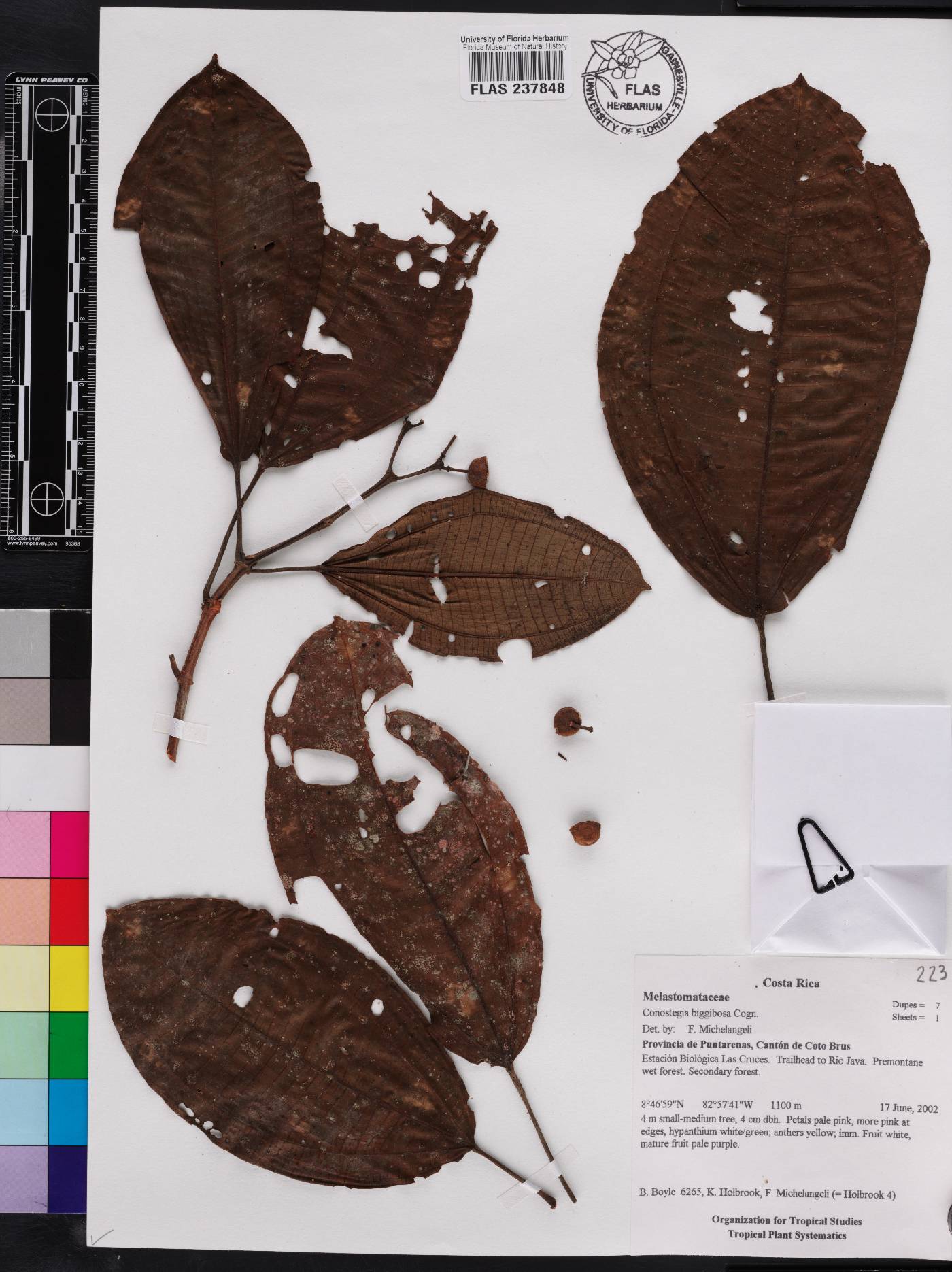 Miconia bigibbosa image