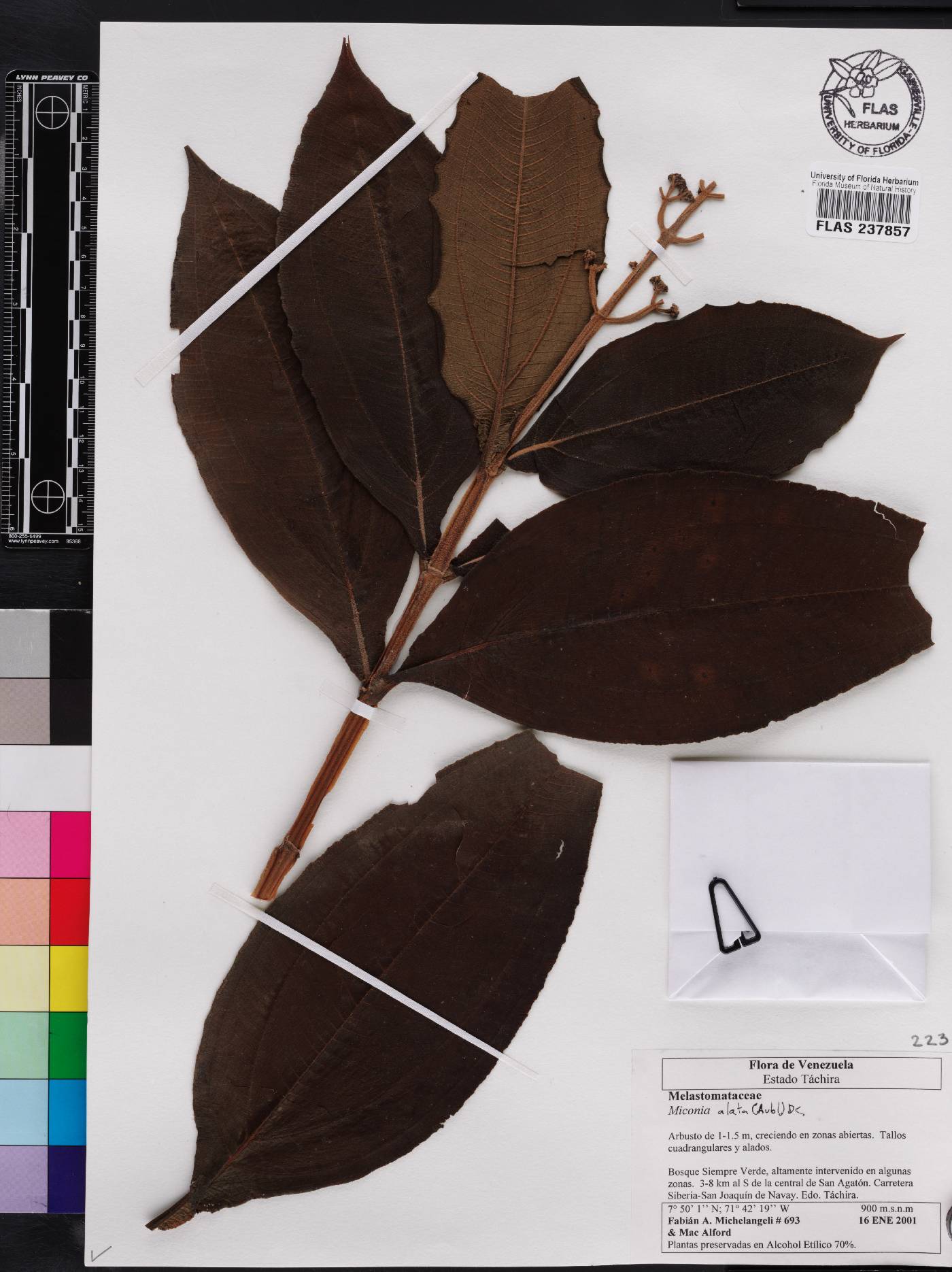 Miconia alata image