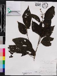Miconia ceramicarpa image