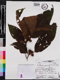 Miconia macrodon image