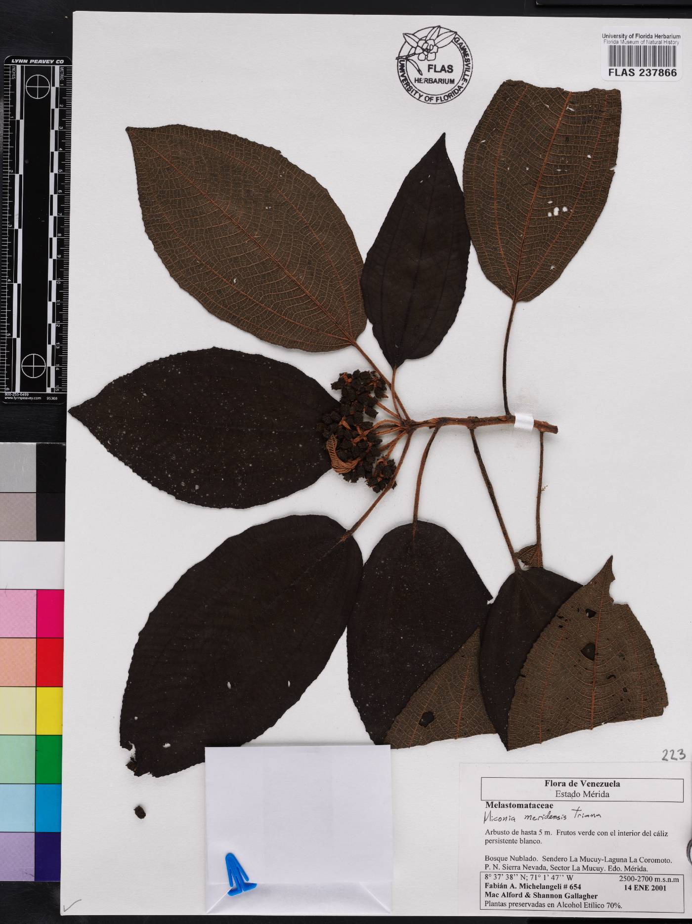 Miconia meridensis image