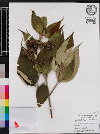 Miconia christophoriana image