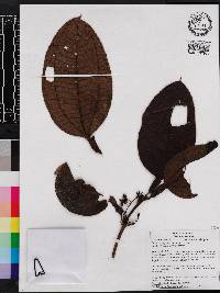 Miconia macrophysca image