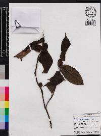 Miconia macrosperma image