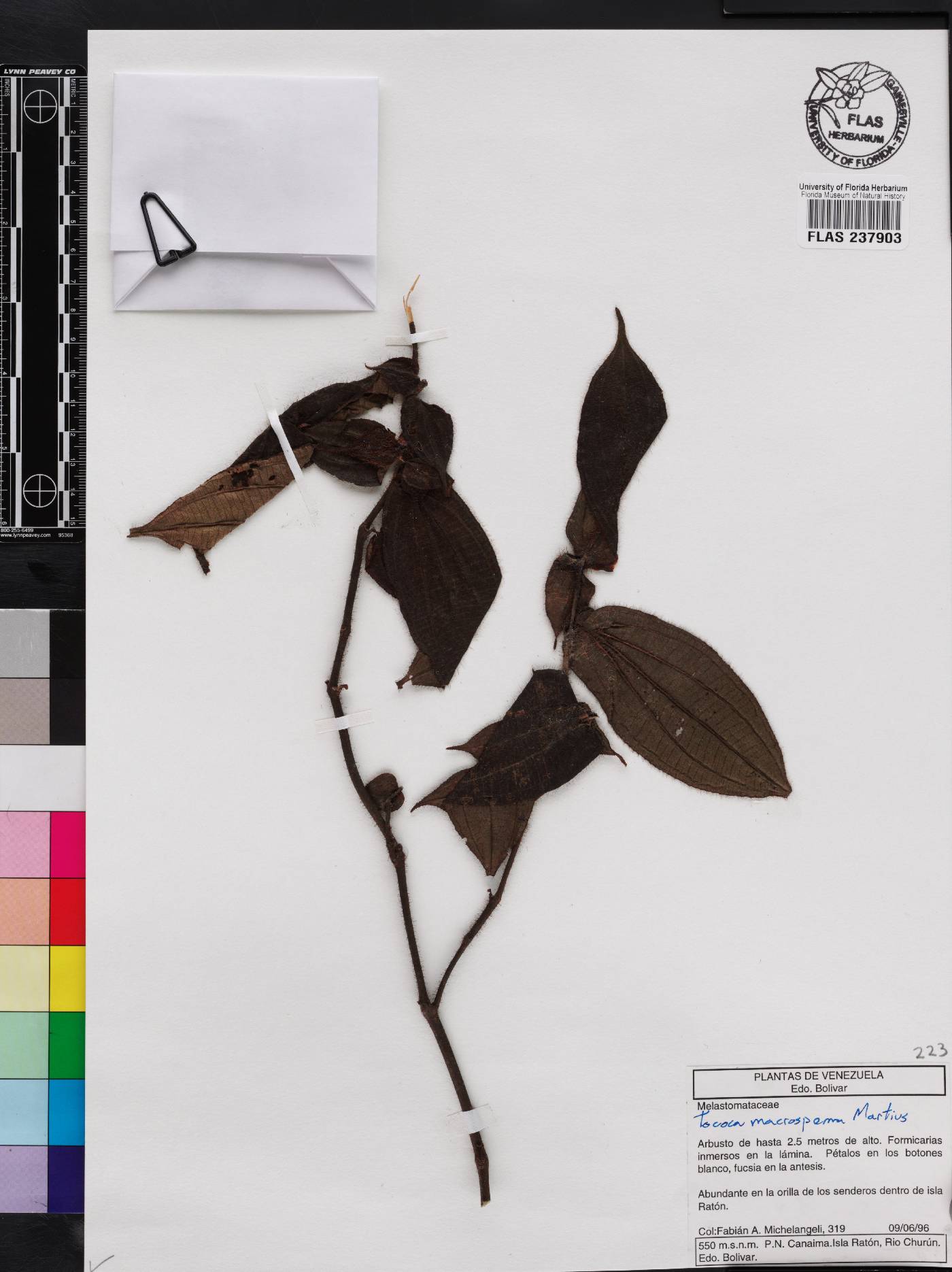 Miconia macrosperma image