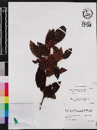 Symplocos guianensis image