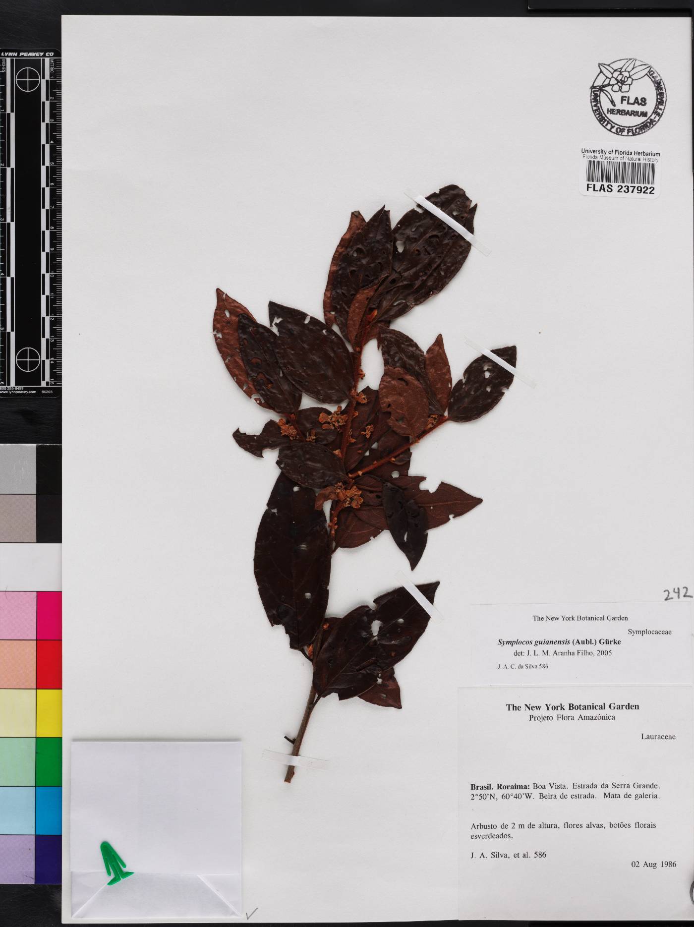 Symplocos guianensis image